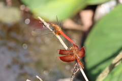 Orthetrum testaceum