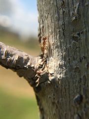 Lasius pallitarsis