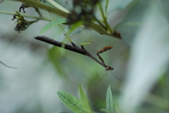 Tenodera
