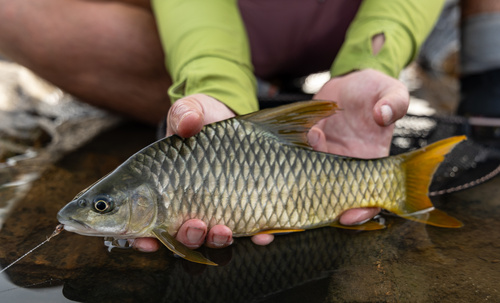 Niger barb (Labeobarbus bynni) — Cyprinidae