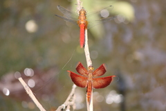 Orthetrum testaceum