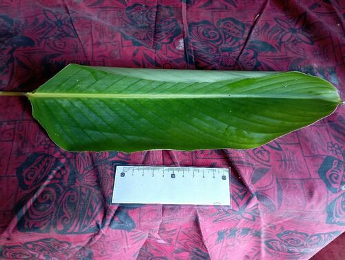 Phrynium giganteum observed 2024-10-25