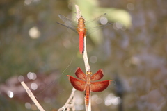 Orthetrum testaceum