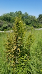 Dasistoma macrophylla