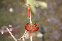 Orthetrum testaceum