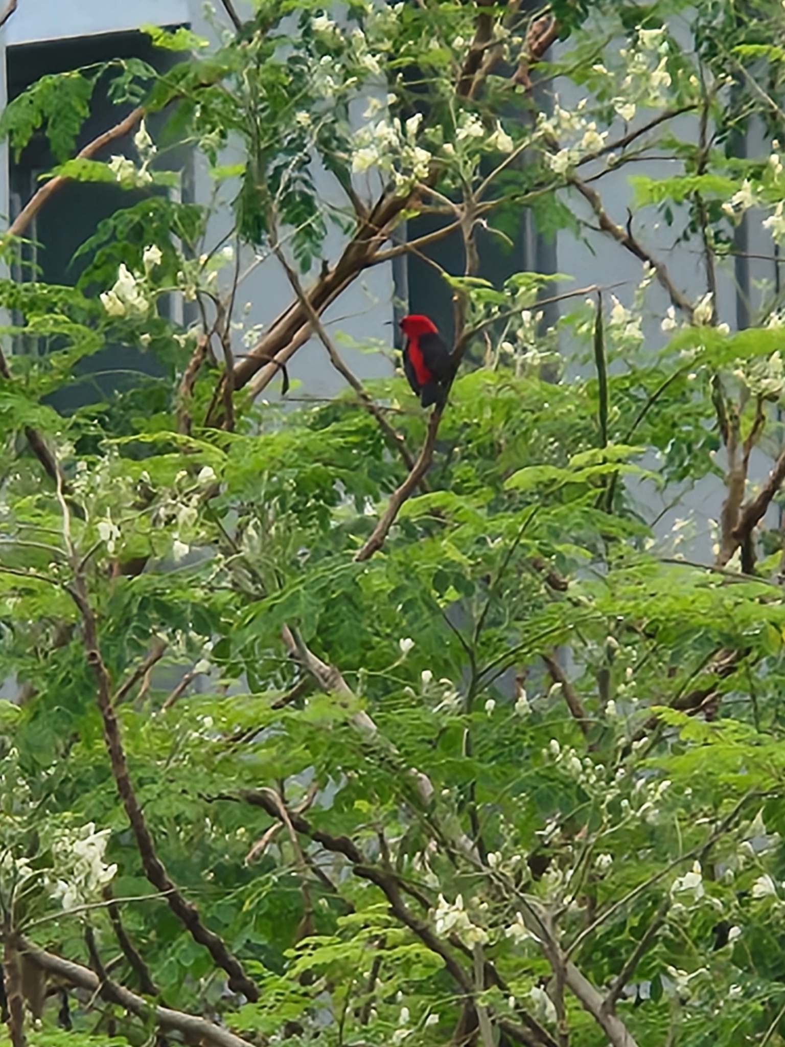 Cardinal Myzomela (Myzomela cardinalis), photo 3