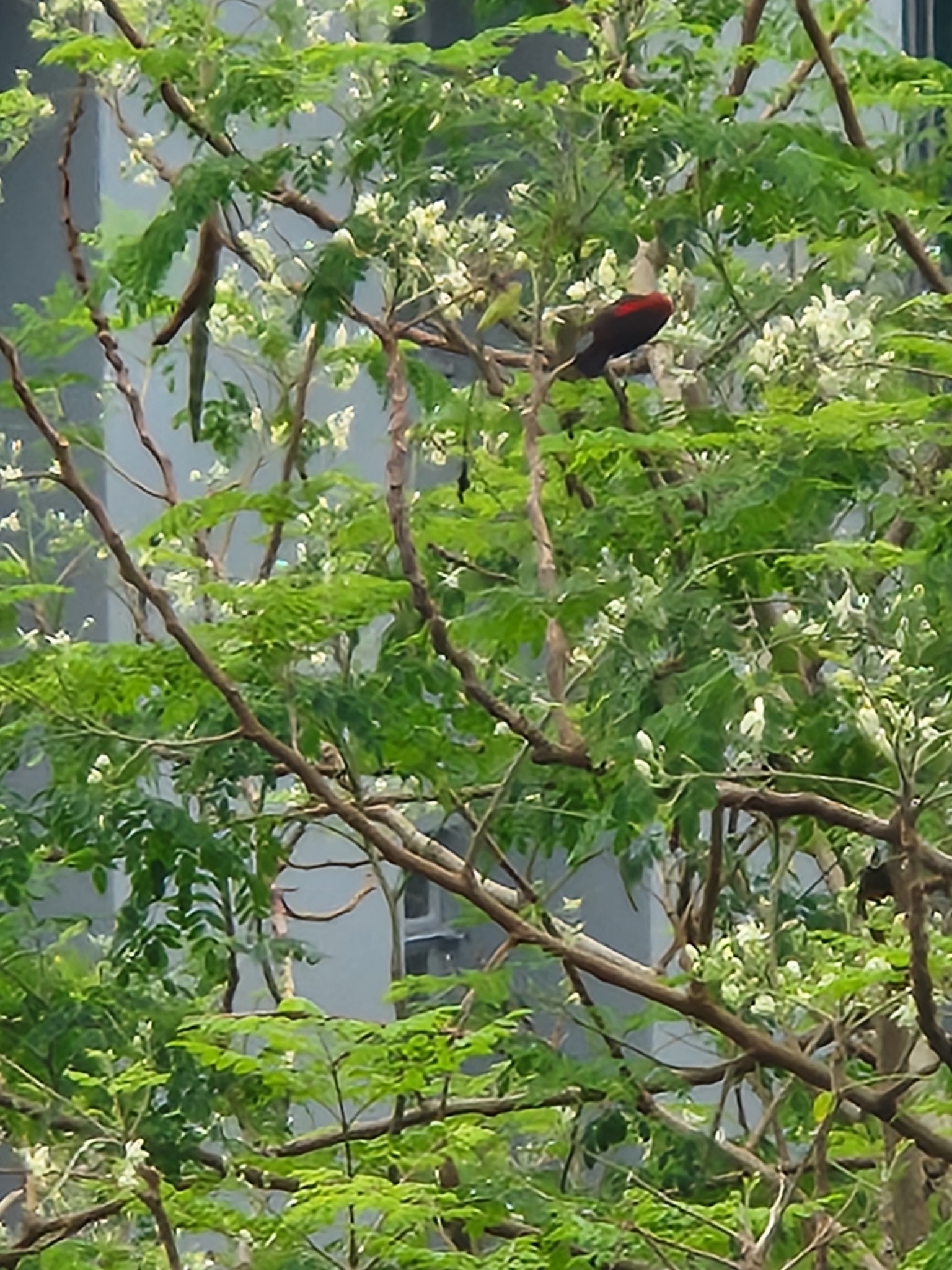 Cardinal Myzomela (Myzomela cardinalis), photo 4
