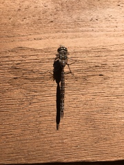 Aeshna canadensis