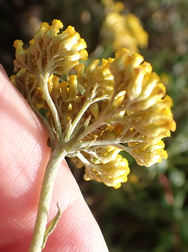 Image of Fume Everlasting (Helichrysum cymosum) by (c) Nicola van Berkel, some rights reserved (CC BY-SA)