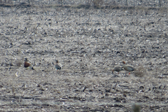 Chloephaga rubidiceps