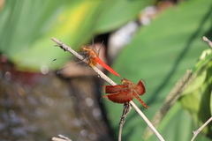 Orthetrum testaceum