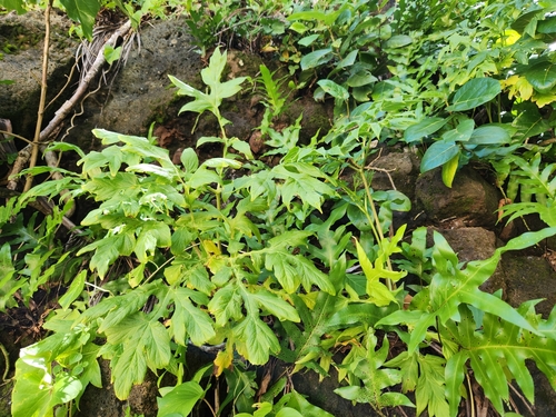 Image of Tacca leontopetaloides by (c) Shelomi Doyle, some rights reserved (CC BY)