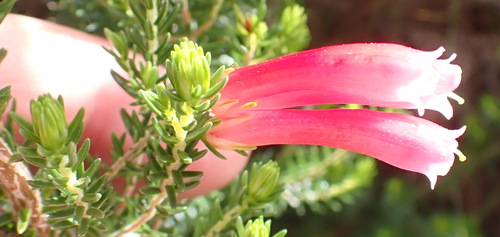 Image of Erica discolor by (c) Nicola van Berkel, some rights reserved (CC BY-SA)