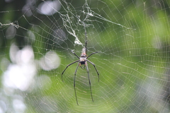 Nephila pilipes