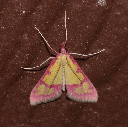 Choristostigma roseopennalis photo 4