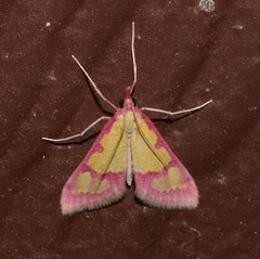 Choristostigma roseopennalis