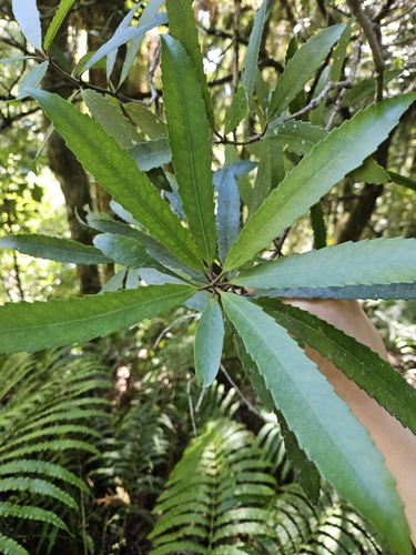 Image of Ixerba brexioides by (c) Angus Campbell, some rights reserved (CC BY)