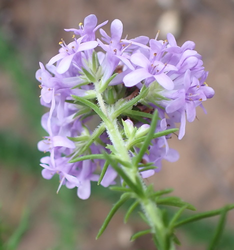 Selago villicaulis, photograph 6