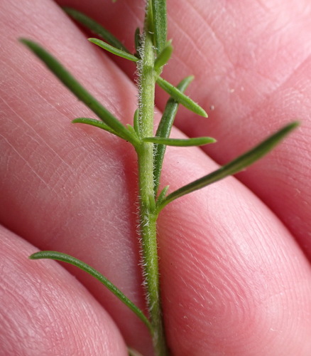 Selago villicaulis, photograph 5