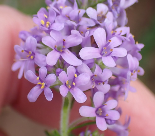 Dune Bitterbush (Selago villicaulis)