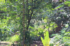 Todiramphus chloris palmeri