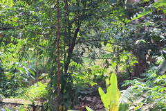 Todiramphus chloris palmeri