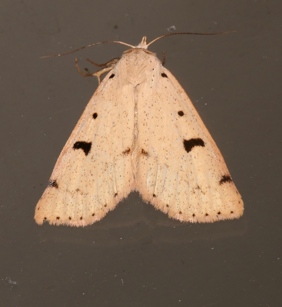 Scolecocampa atriluna