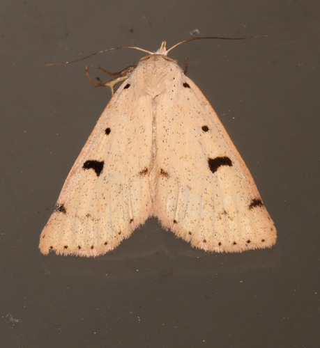 Scolecocampa atriluna