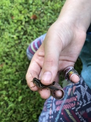 Melanoplus sanguinipes