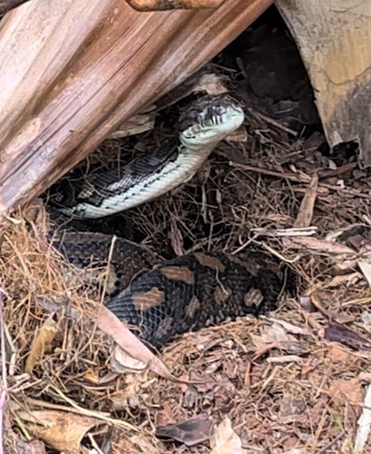 Coastal Carpet Python sighting