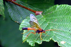 Opheltes glaucopterus barberi