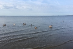 Branta canadensis