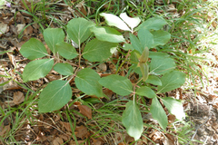 Paeonia mascula
