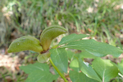 Paeonia mascula