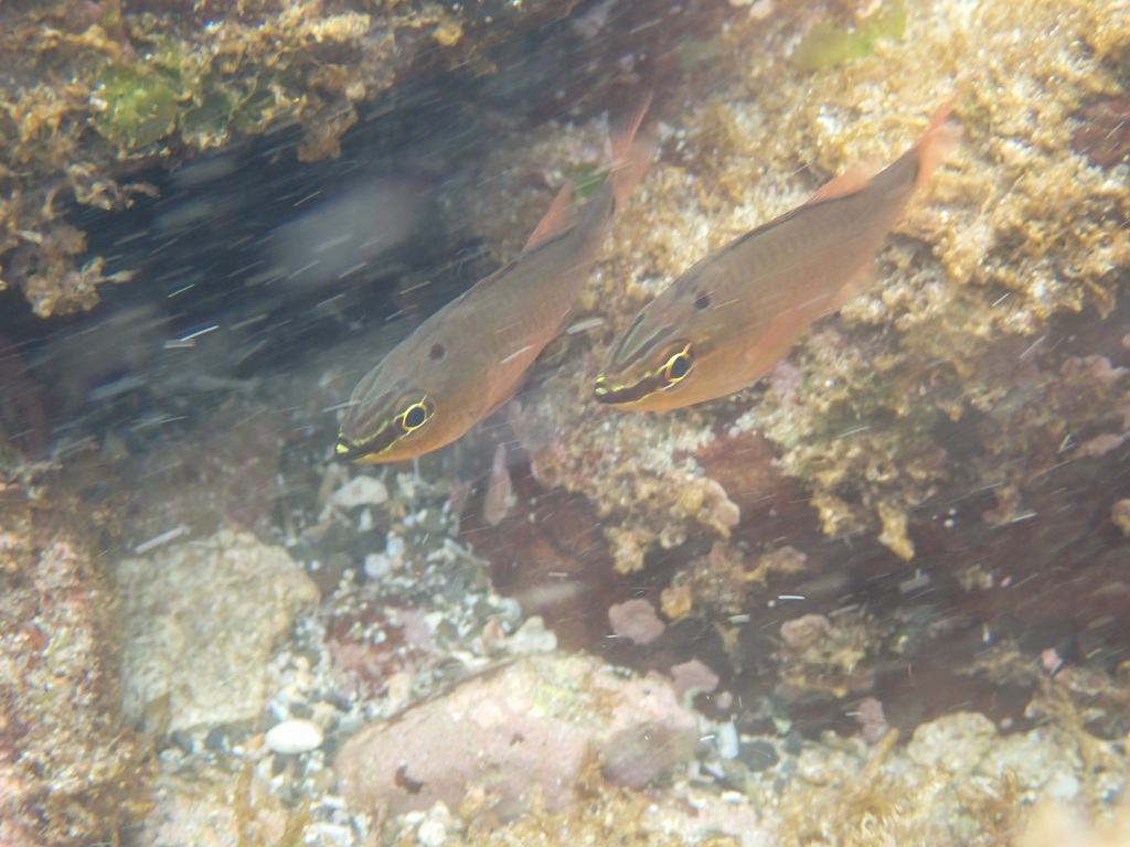 Spotnape cardinalfish (Ostorhinchus notatus) — Apogonidae