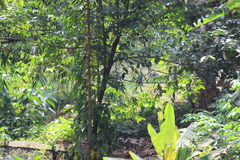 Todiramphus chloris palmeri