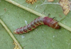 Rectiostoma xanthobasis