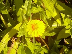 Sphagneticola trilobata