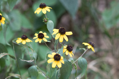 Rudbeckia hirta pulcherrima