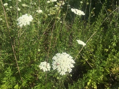 Daucus carota
