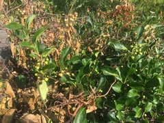 Celastrus orbiculatus