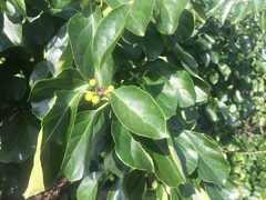 Celastrus orbiculatus