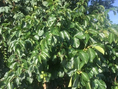 Celastrus orbiculatus