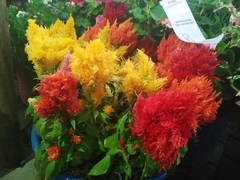 Celosia argentea plumosa