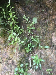 Gamochaeta simplicicaulis