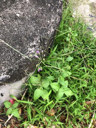 Cyanthillium cinereum