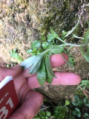 Gamochaeta simplicicaulis