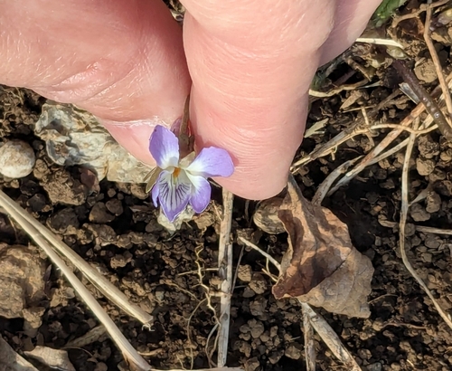 Image of Viola hondoensis by (c) mami_t_t, some rights reserved (CC BY)