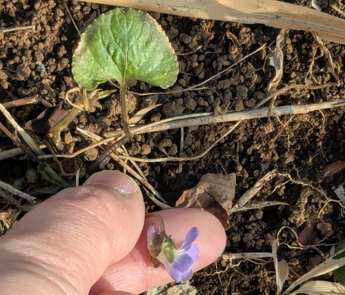 Viola hondoensis, photograph 6