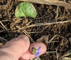 Viola hondoensis, photograph mami_t_t, CC BY, iNaturalist via GBIF